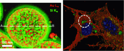 Plasmonic Nanoprobes for Real-Time Optical Monitoring of Nitric Oxide inside Living Cells