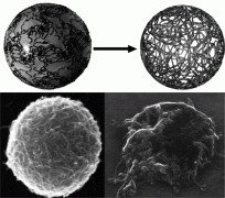 Layer-by-Layer Assembly of Multiwall Carbon Nanotubes on Spherical Colloids