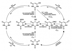 Enol Nitrosation Revisited: Determining Reactivity of Ambident Nucleophiles