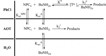 First Evidence of Simultaneous Different Kinetic Behaviors at the Interface and the Continuous Medium of w/o Microemulsions