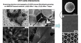 Fabrication of CNT-based scaffolds for cell seeding and growth